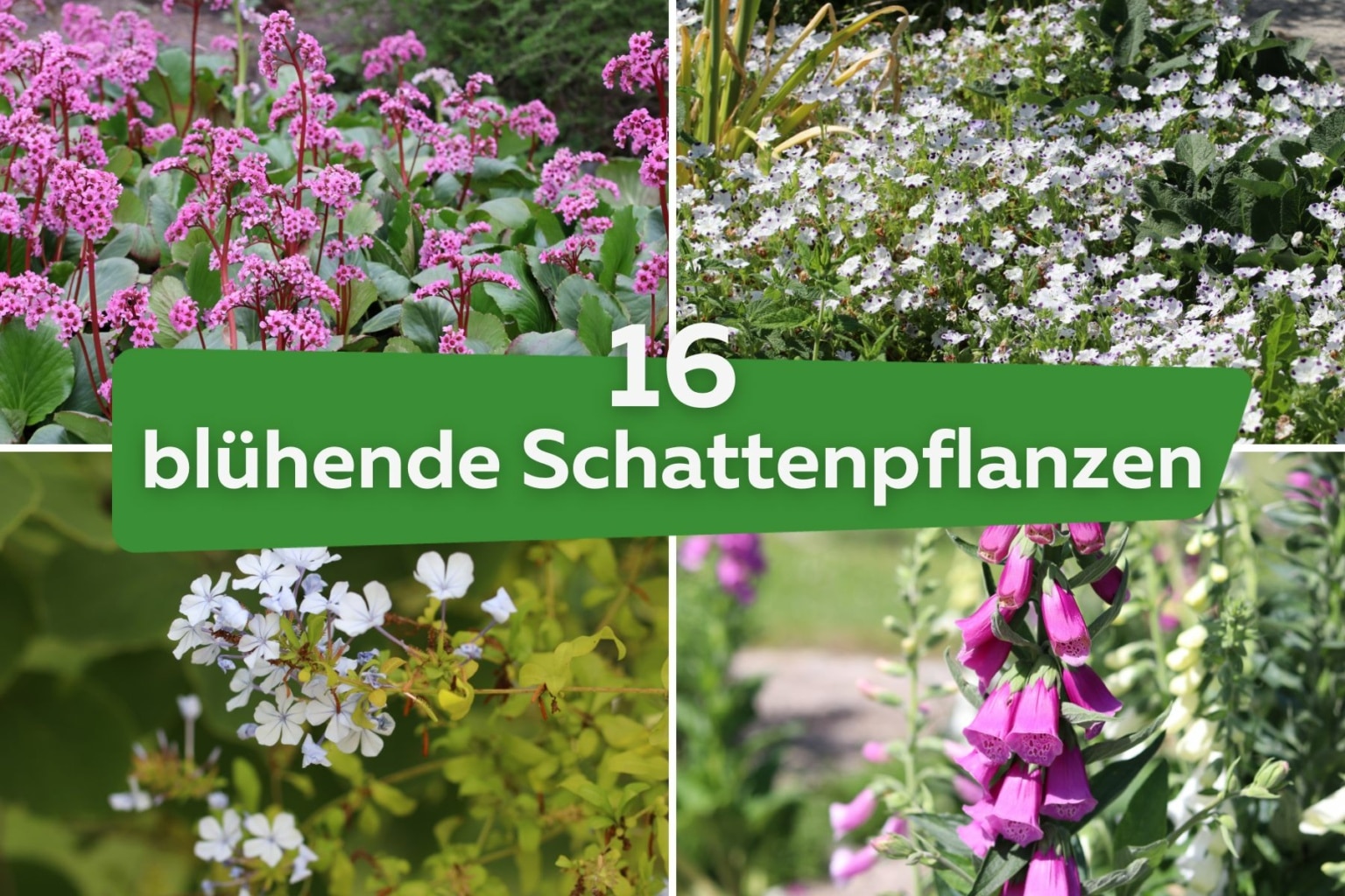 16 blühende Schattenpflanzen für den Garten