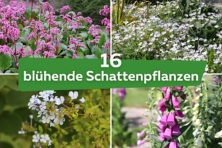 16 blhende Schattenpflanzen fr den Garten