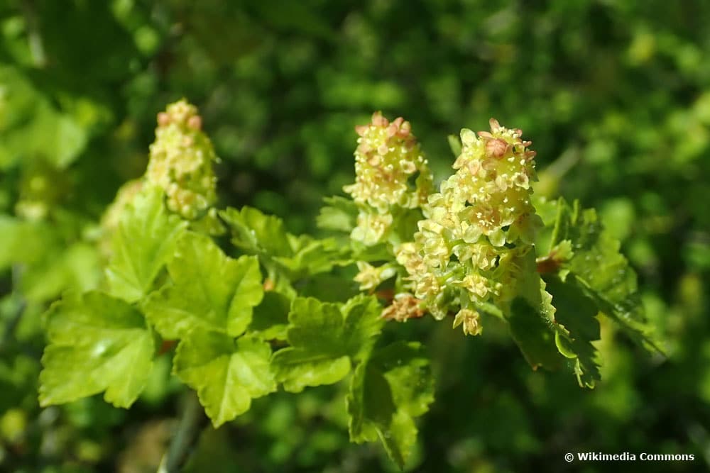 Alpen-Johannisbeere (Ribes alpinum)