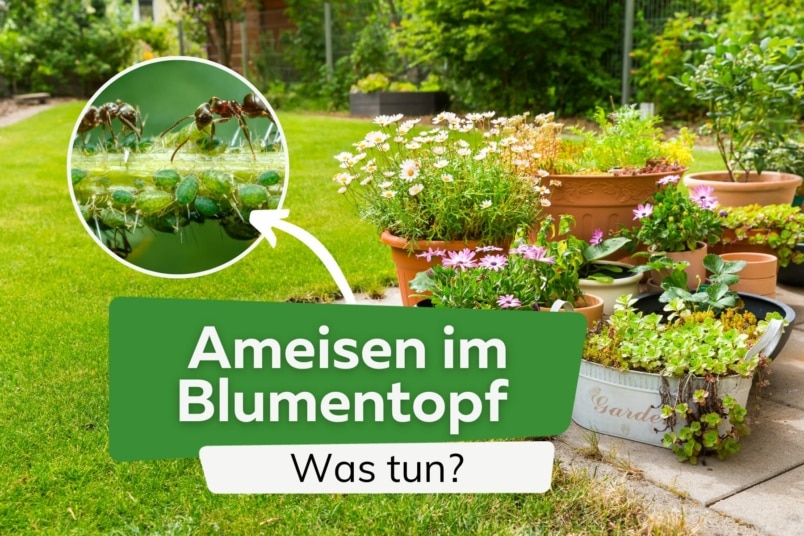 Ameisen im Blumentopf: was Sie jetzt tun können