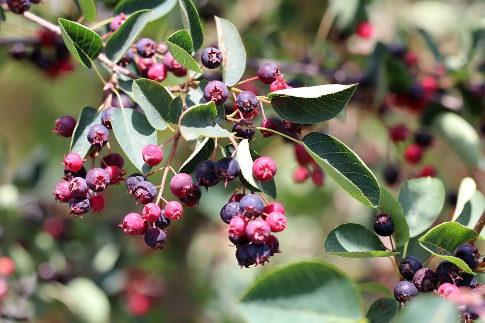 Apfelbeere (Aronia)