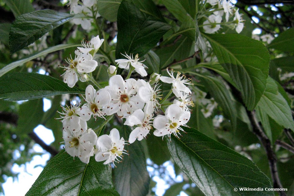 Apfeldorn (Crataegus x lavallei)