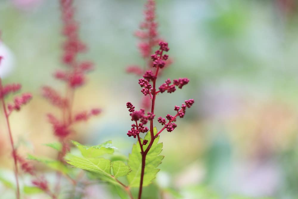 Astilbe japonica 'Red Sentinel', Prachtspiere