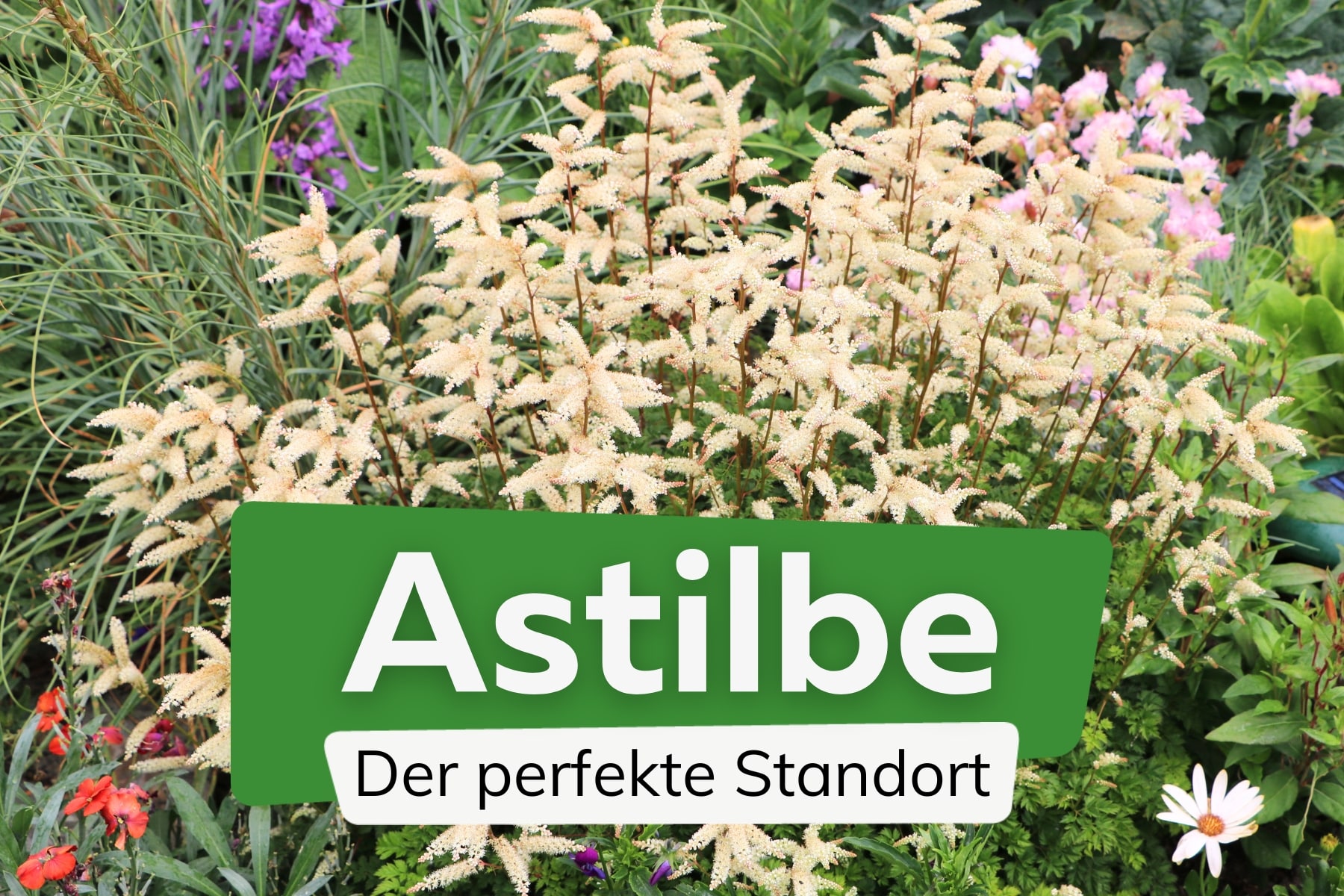 Astilbe Standort