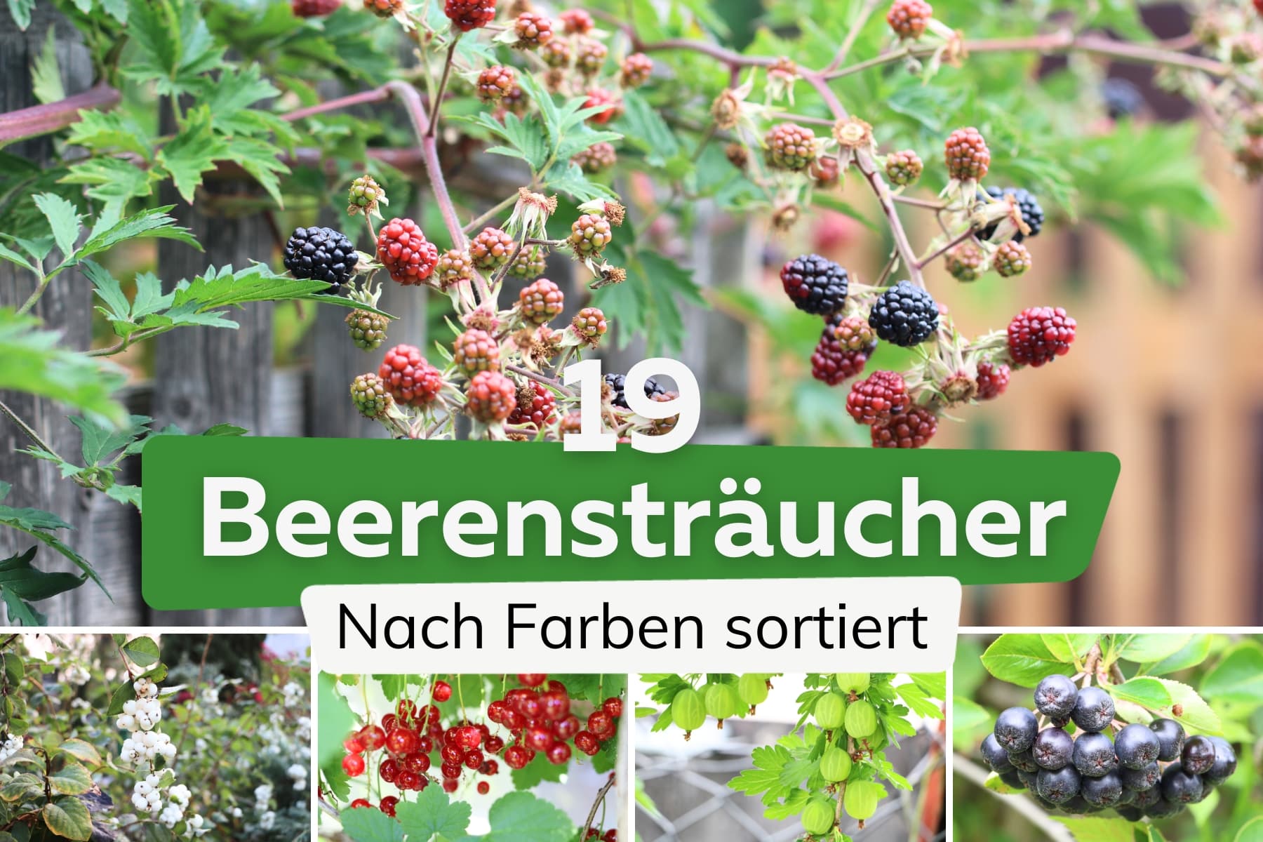 19 Sträucher mit Beeren: nach Farbe sortiert