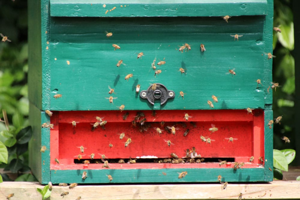 Bienenstock