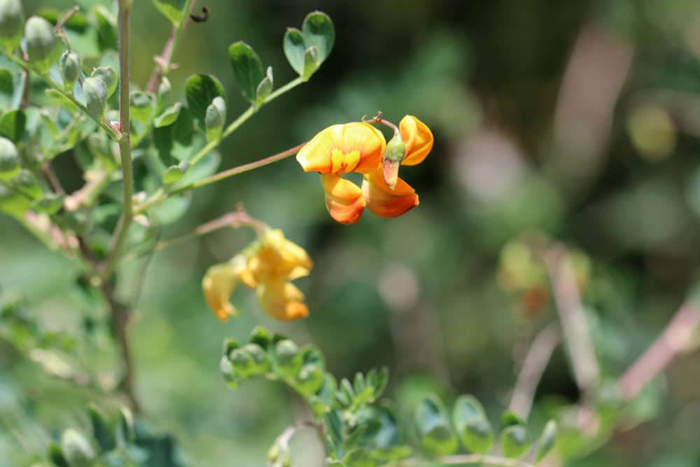 Blasenstrauch - Colutea arborescens