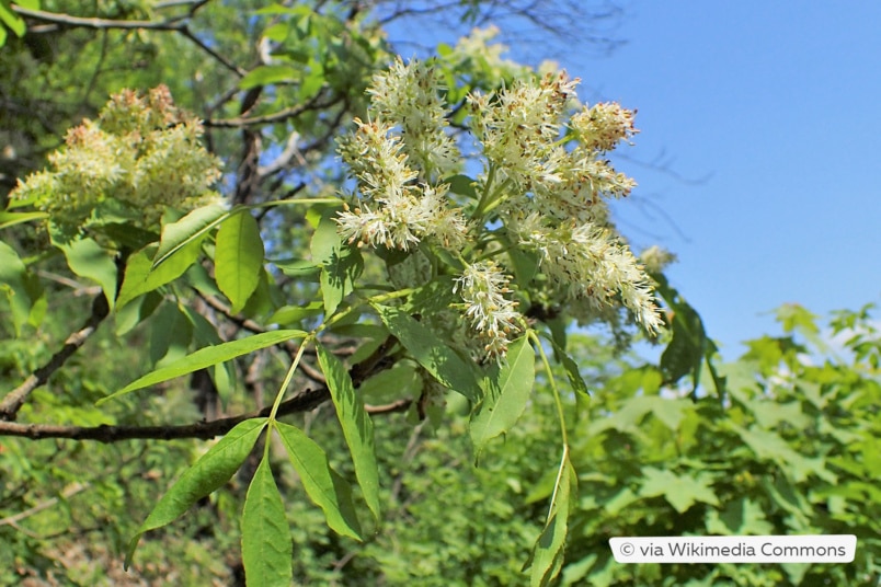 Blumen-Esche (Fraxinus ornus)