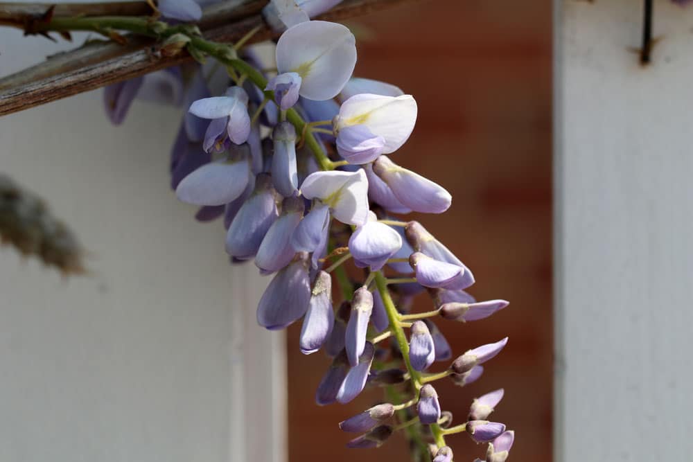 Chinesischer Blauregen (Wisteria sinensis)