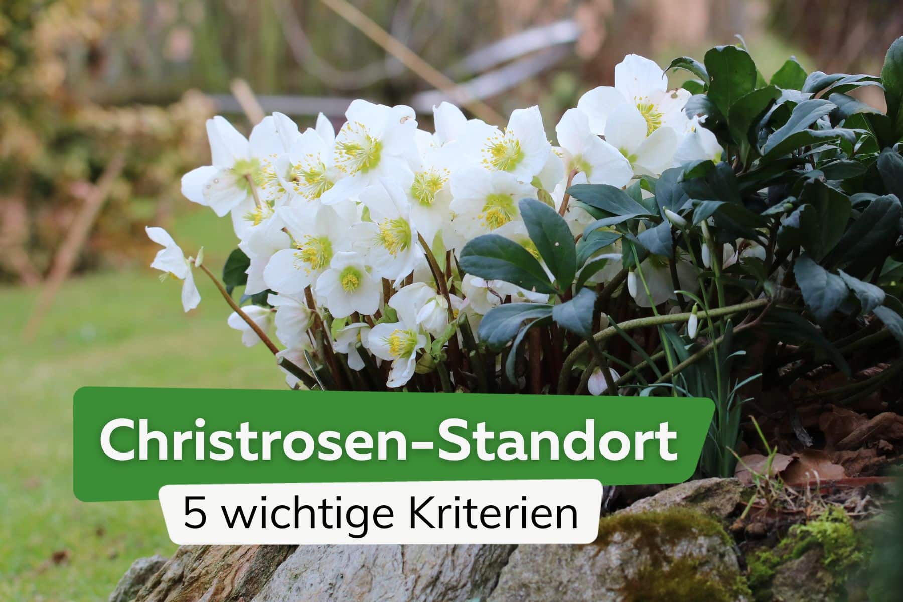 Christrosen-Standort: 5 wichtige Kriterien