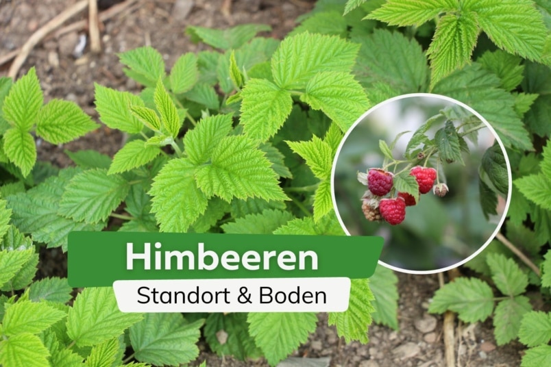 Der perfekte Standort und Boden für Himbeeren