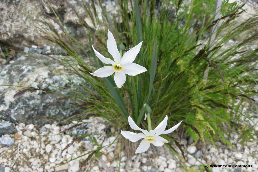 Dichternarzisse (narcissus poeticus)