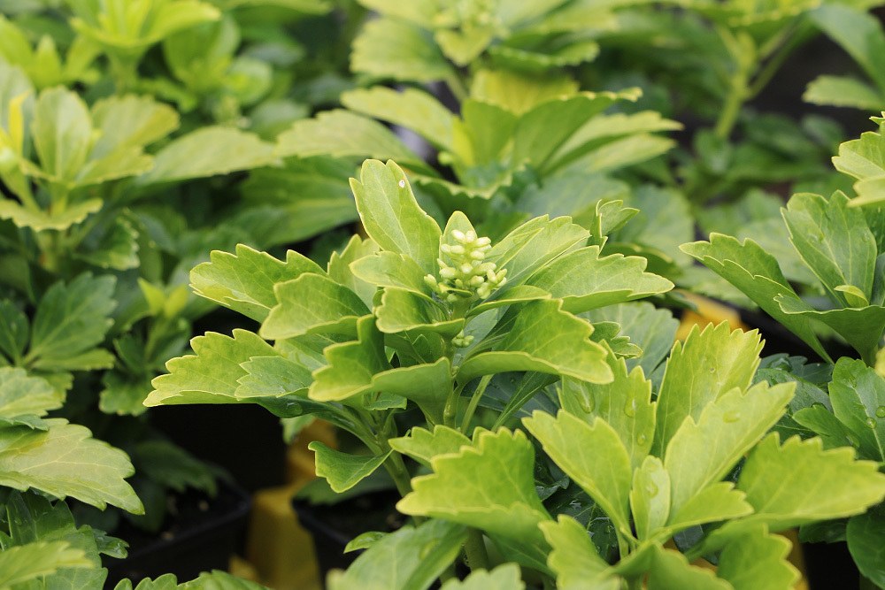 Dickmännchen – Pachysandra terminalis, immergrüne Schattenpflanze