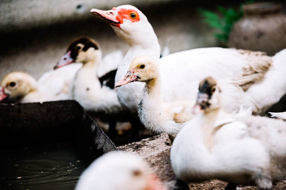 Enten brauchen Wasser