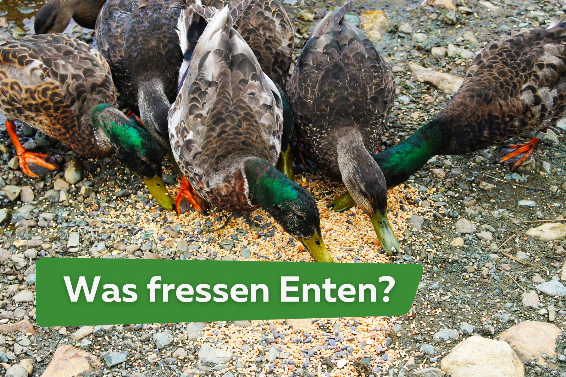 Entenfutter: was fressen Enten und was nicht?