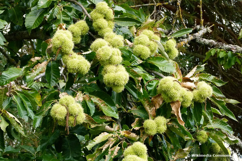 Esskastanie/Maronen (Castanea sativa), Obstbäume