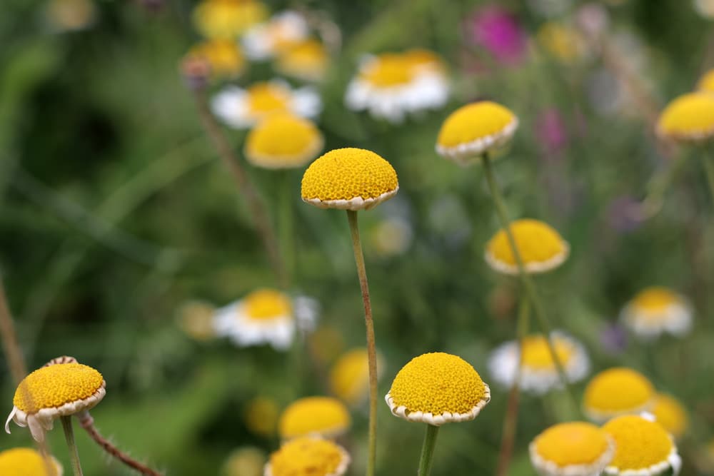 Färberkamille (Anthemis tinctoria)