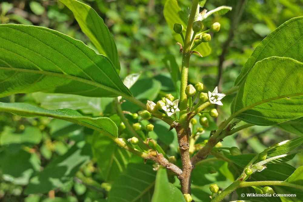 Faulbaum (Rhamnus frangula), bienenfreundliche Pflanzen