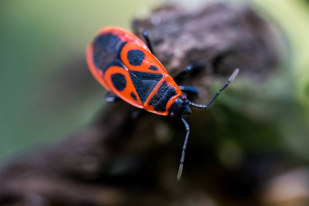 Pyrrhocoris apterus