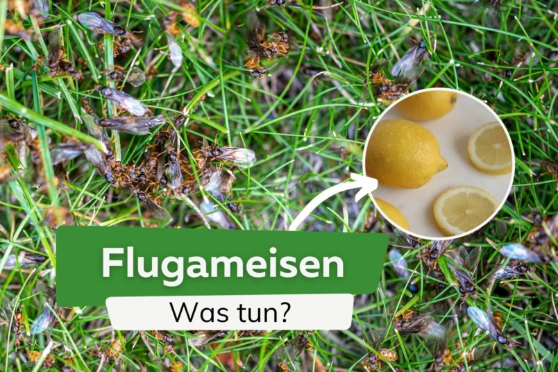 Flugameisen: was tun gegen Ameisen mit Flügeln? Flugameisen und Zitrone