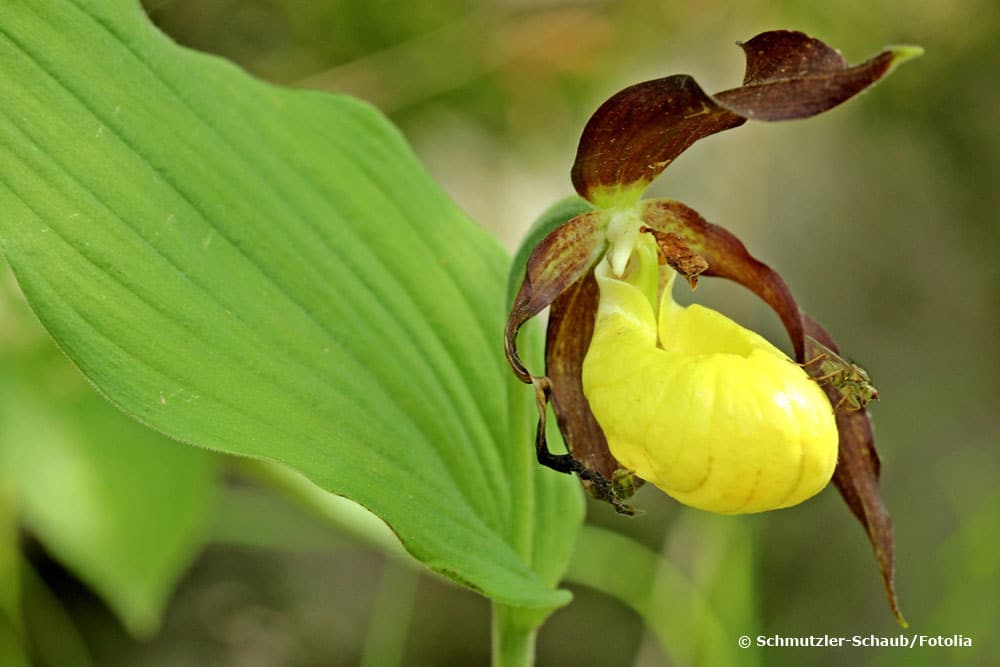 Frauenschuh (Cypripedium calceolus)