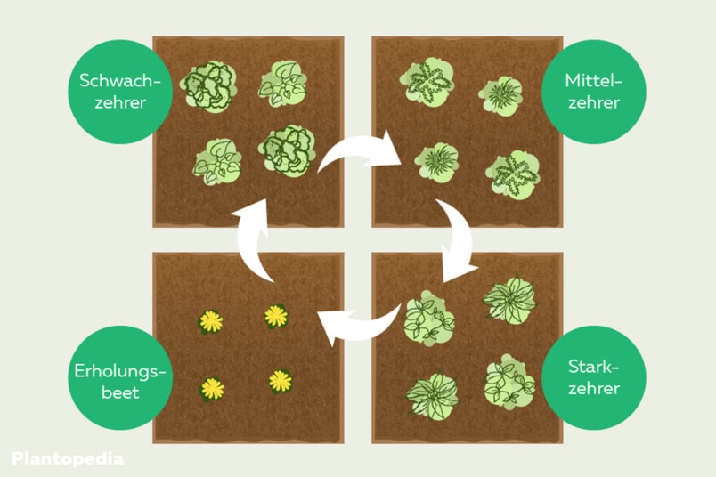 Fruchtwechsel zwischen Schwach.- Mittel.- und Starkzehrern in einem Beet