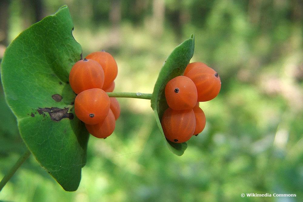 Gartengeißblatt (Lonicera caprifolium), Beeren