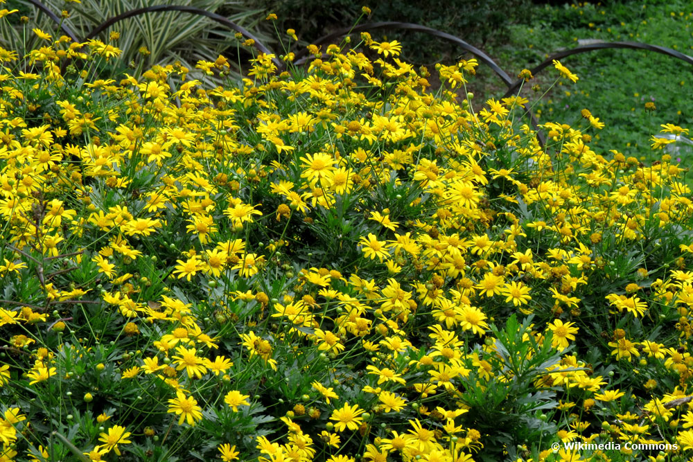 gelbe Strauchmargerite (Euryops chrysanthemoides)