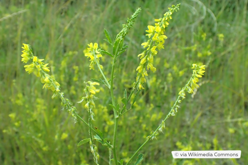 Gelber Steinklee (Melilotus officinalis)