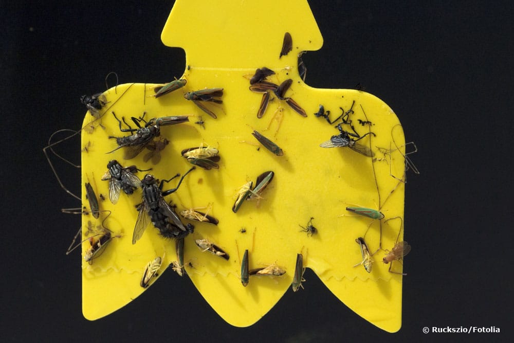 gelbtafel gegen Kirschfruchtfliegen