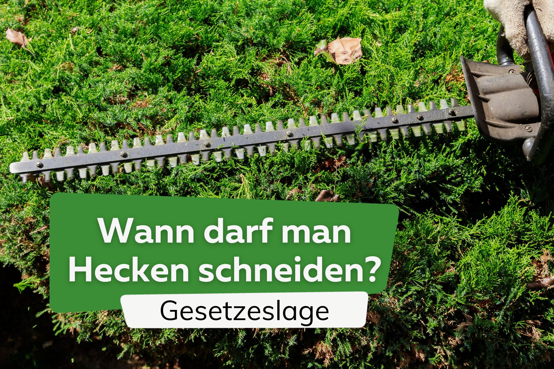 Gesetz: wann darf man Hecken schneiden?