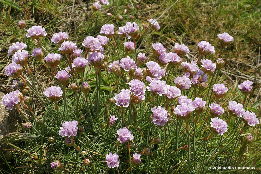 Gewöhnliche Grasnelke (Armeria maritima), Stauden