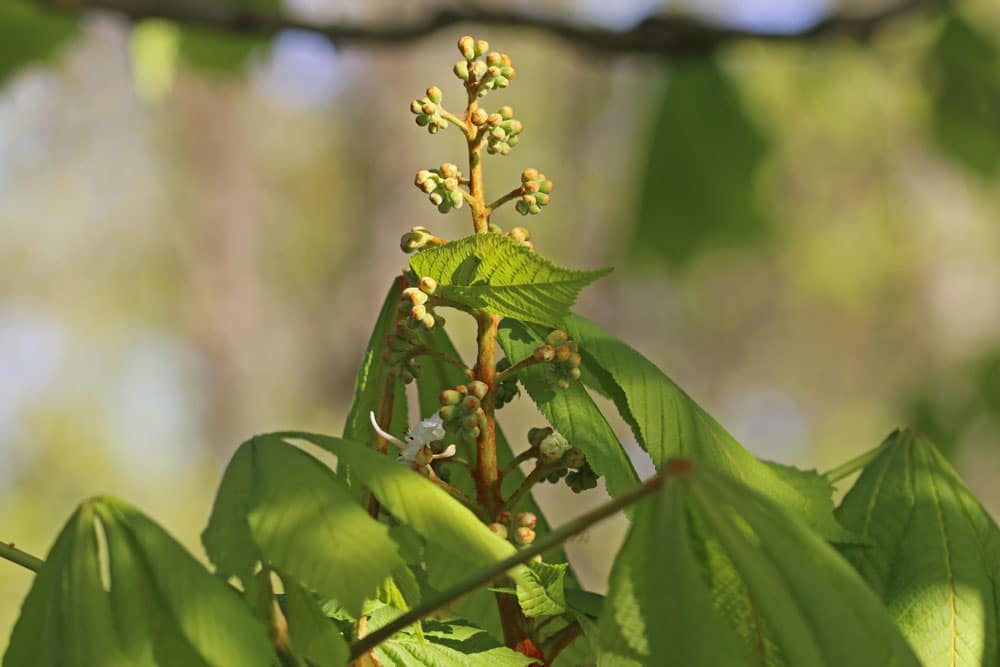 Gewöhnliche Rosskastanie (Aesculus hippocastanum), bienenfreundliche Pflanzen