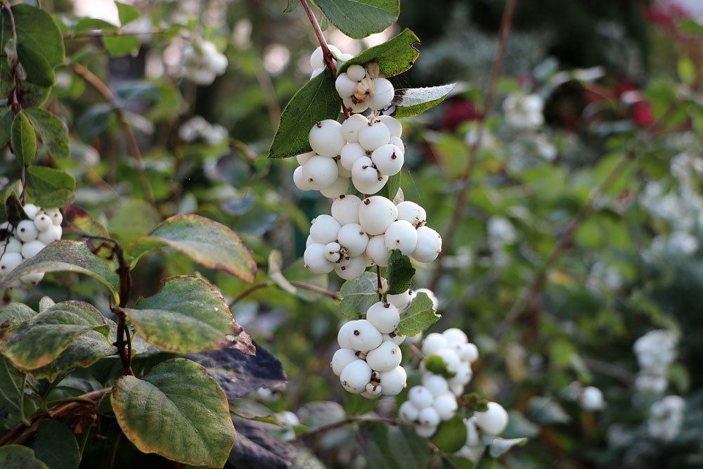 Gewöhnliche Schneebeere (Symphoricarpos albus)