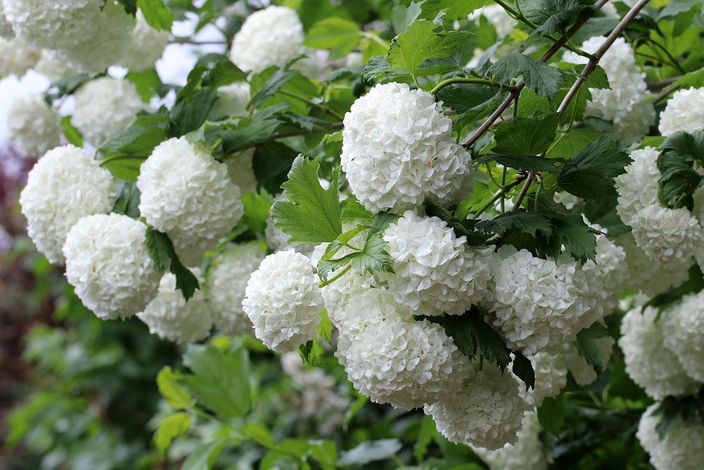 Gewöhnlicher Schneeball (Viburnum opulus)