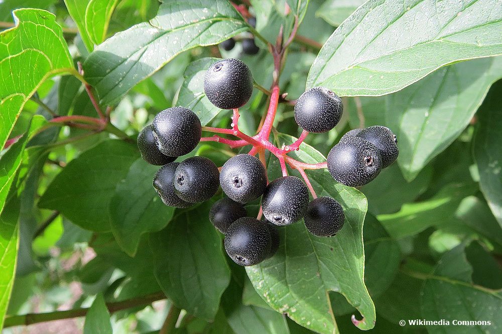 Hartriegel (Cornus), Beeren