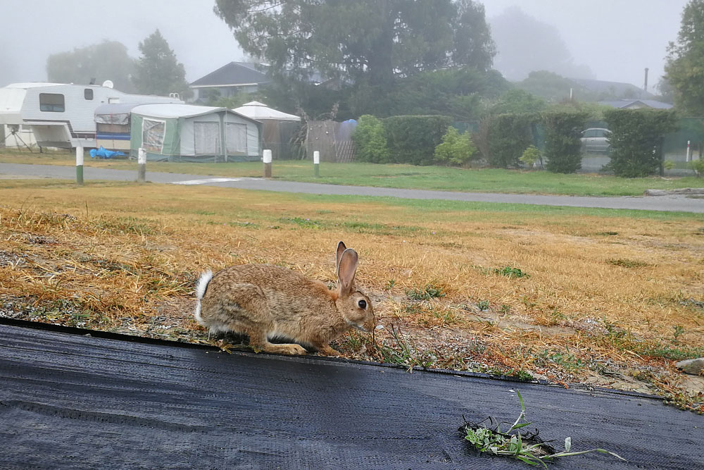 Hase im Garten