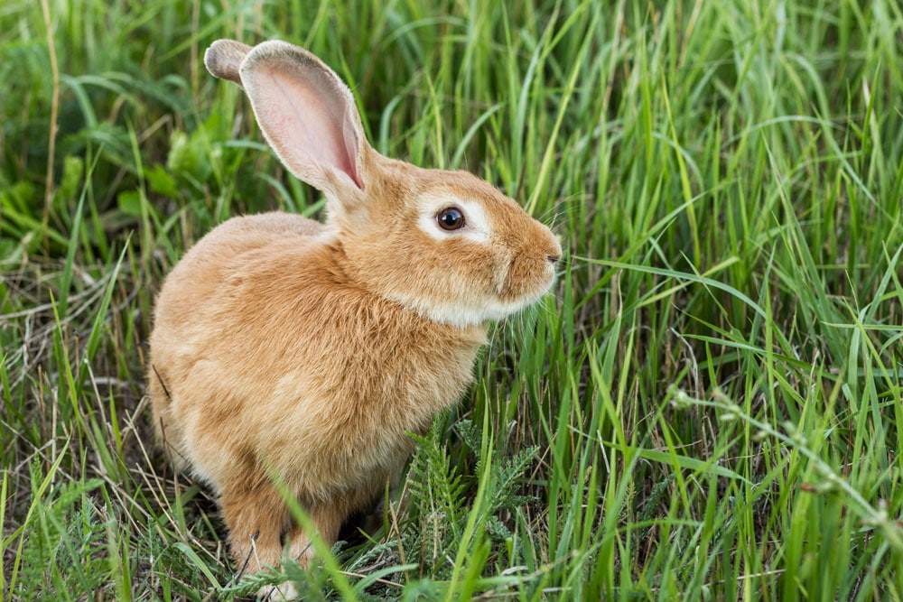 Hase im Garten