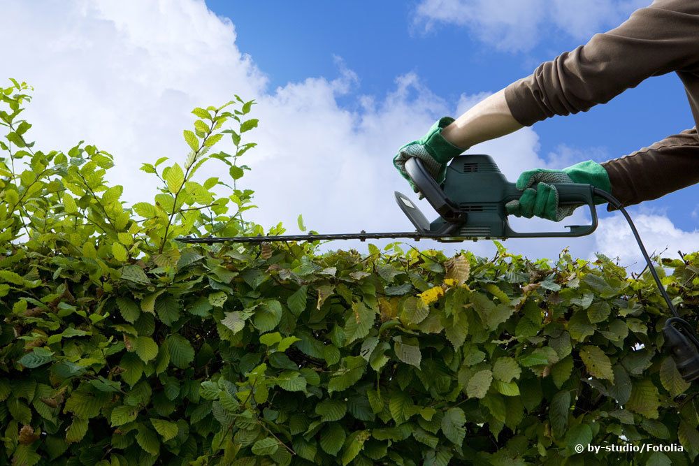 Hecke schneiden