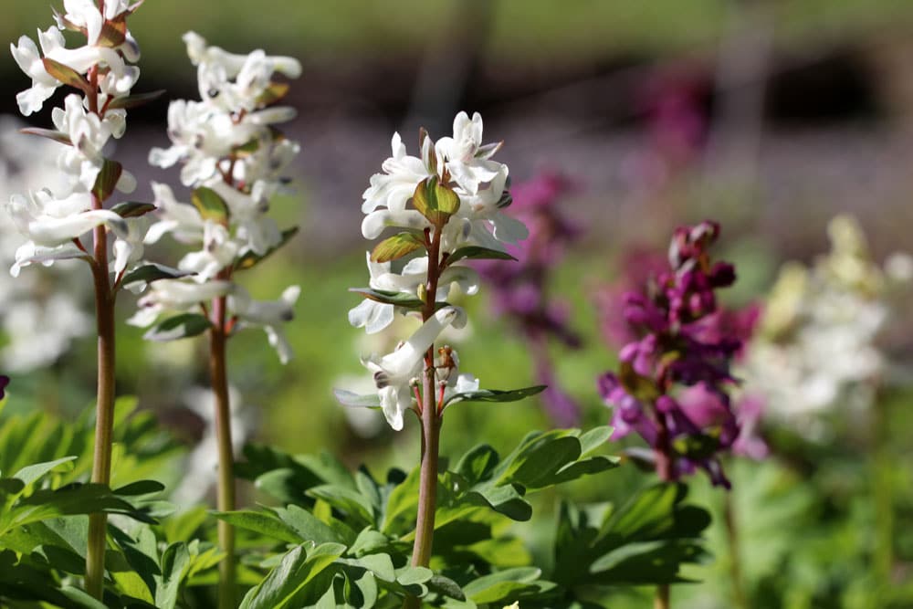 Hohler Lerchensporn (Corydalis cava)