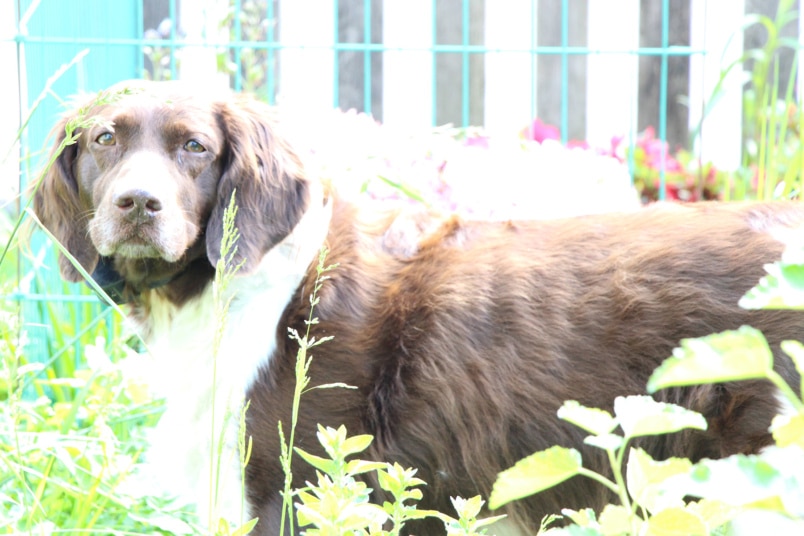 Hund im Garten