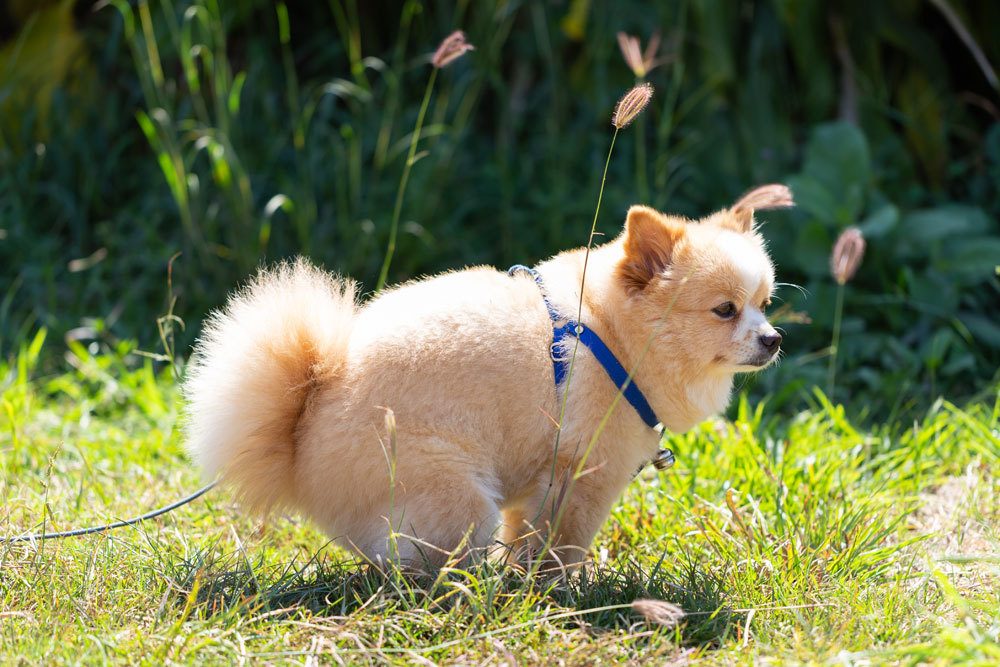 Hundekot im Garten