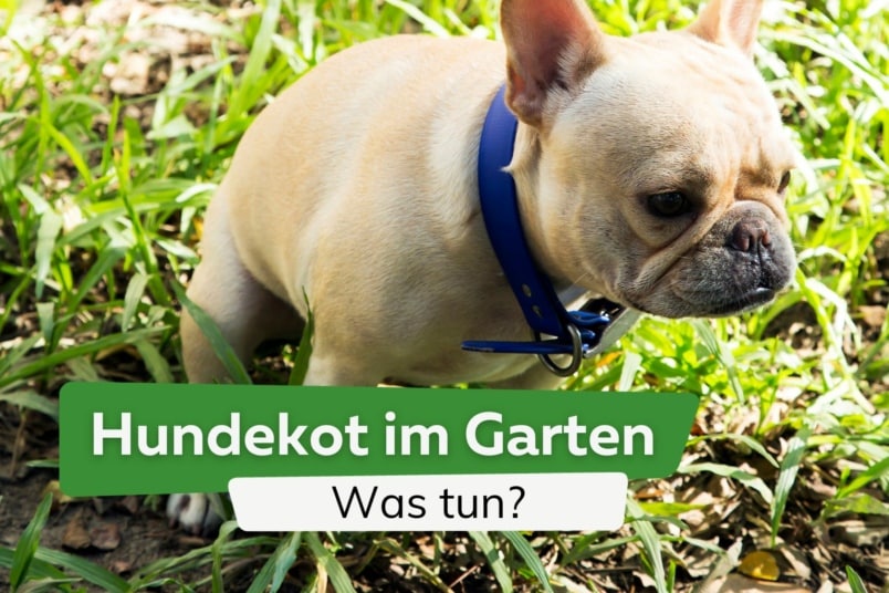 Hundekot im Garten: was tun? | 7 natürliche Abwehrmittel