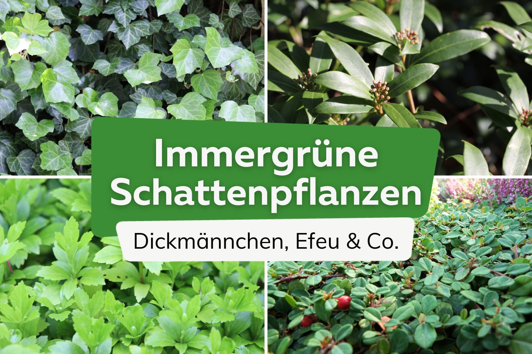 16 immergrüne Schattenpflanzen für Garten und Balkon