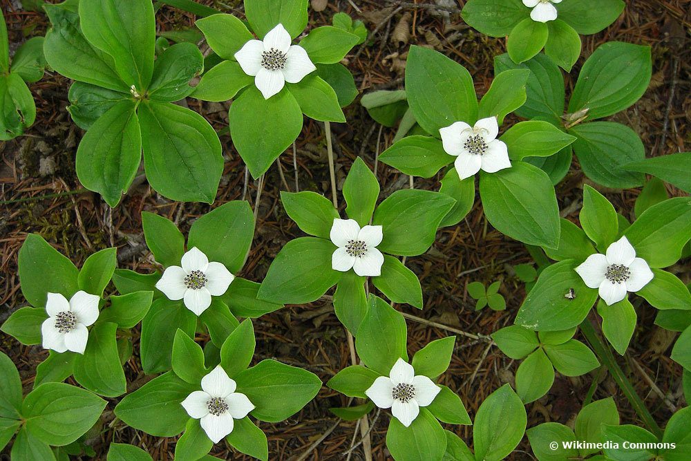 Kanadischer Hartriegel (Cornus canadensis)