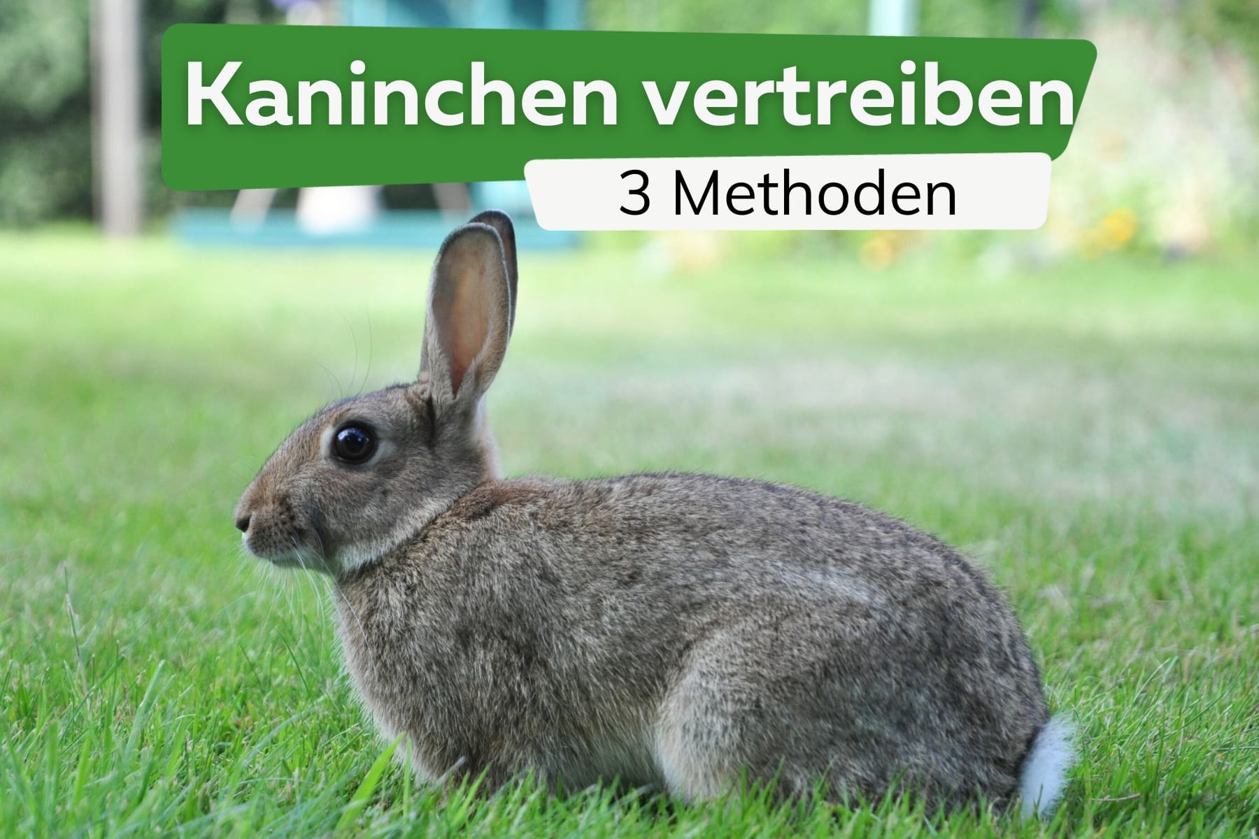 Kaninchen aus dem Garten vertreiben: 3 Methoden