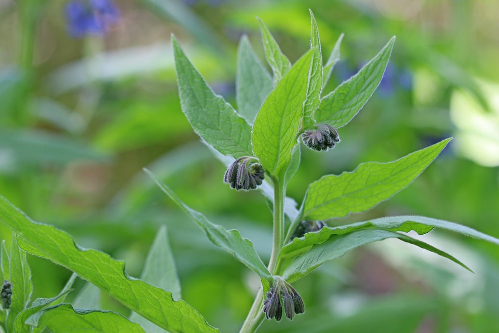 Symphytum caucasicum, Kaukasus-Beinwell