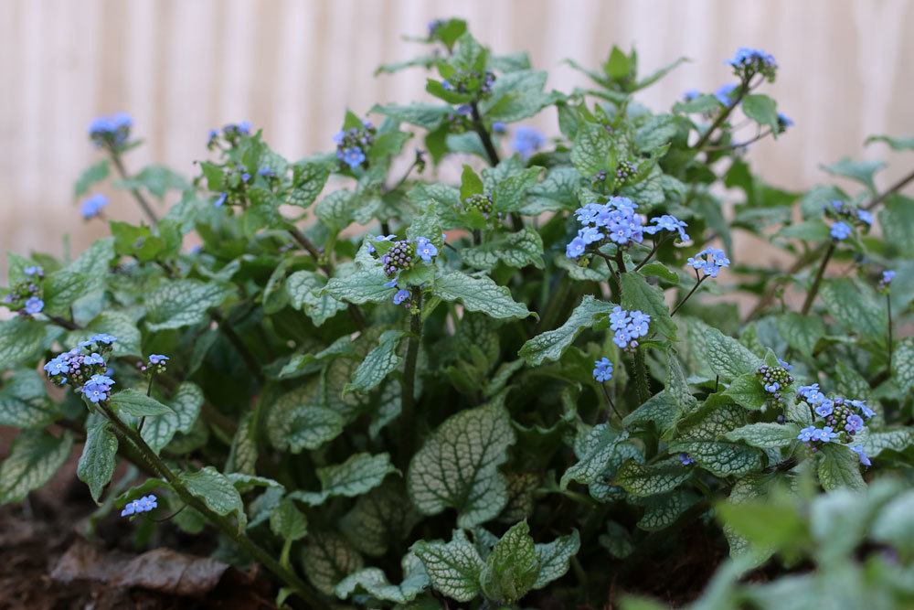 Kaukasus-Vergissmeinnicht 'Jack Frost' (R) (Brunnera macrophylla)