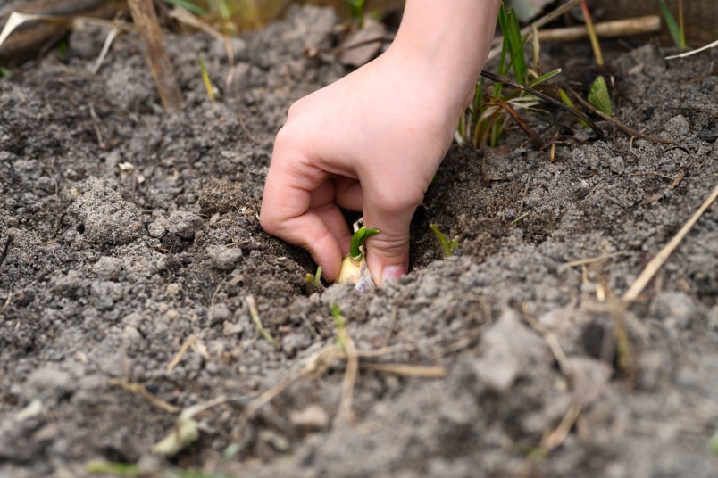 keimenden Knoblauch in die Erde stecken