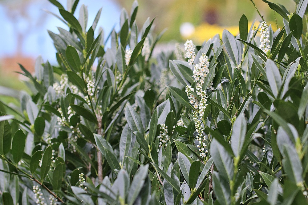 Kirschlorbeer – Prunus laurocerasus, immergrüne Schattenpflanze